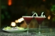 Cocktail para comenzar la noche.